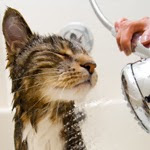 chat-bain