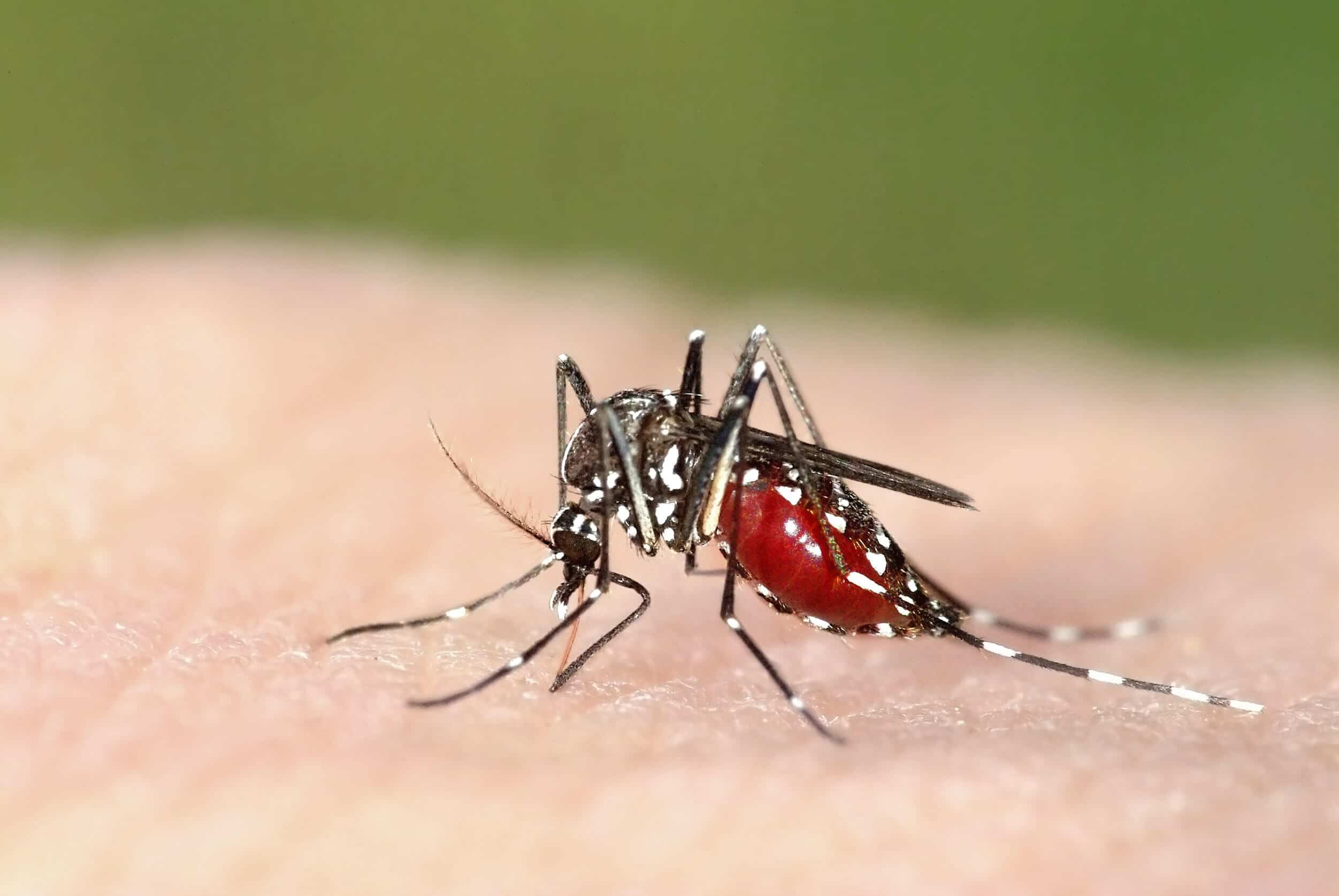 repousser les insectes d'une terrasse