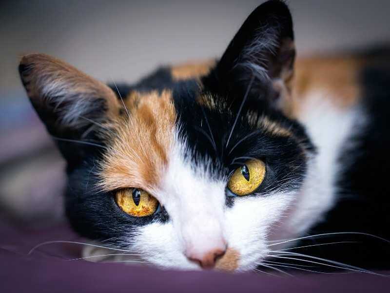 Chat couché