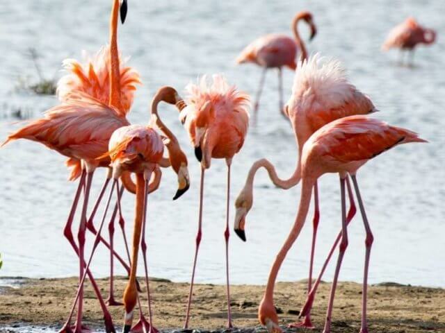 Flamands roses