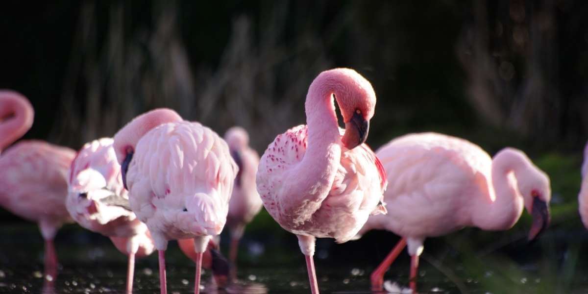 Flamands roses