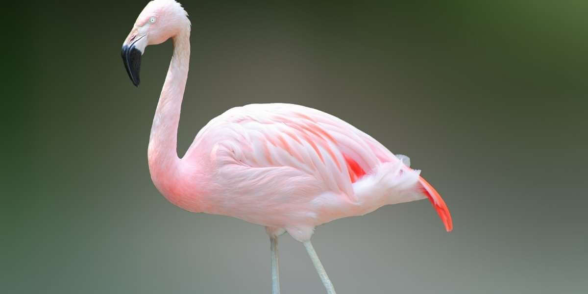 Flamant rose