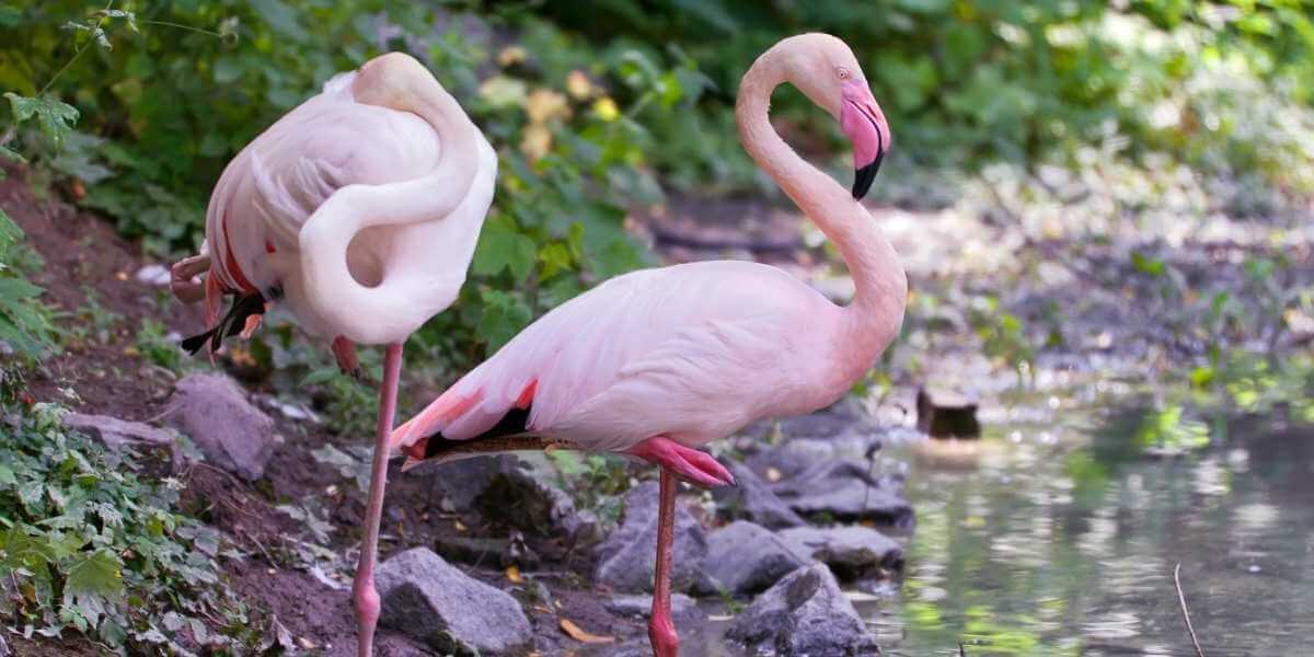 Flamants roses