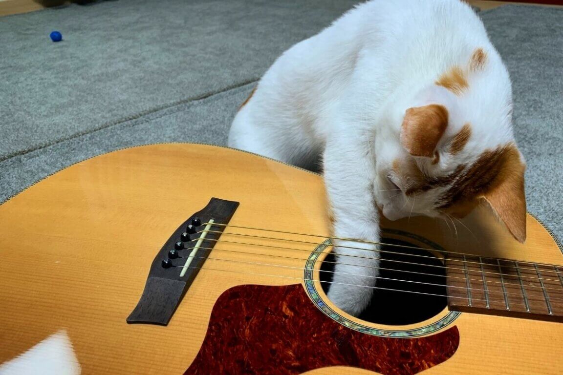 chat guitare
