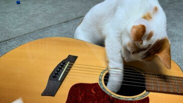 chat guitare