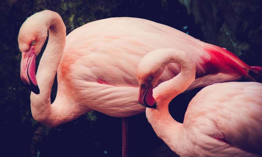 Flamants roses