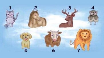 Test 7 animaux