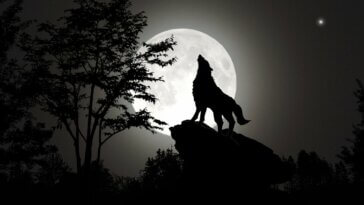 Loup garou