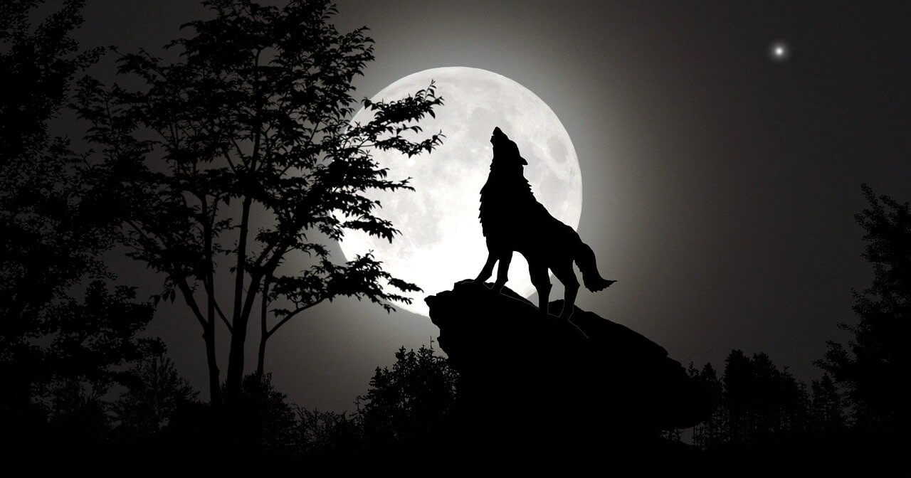 Loup garou
