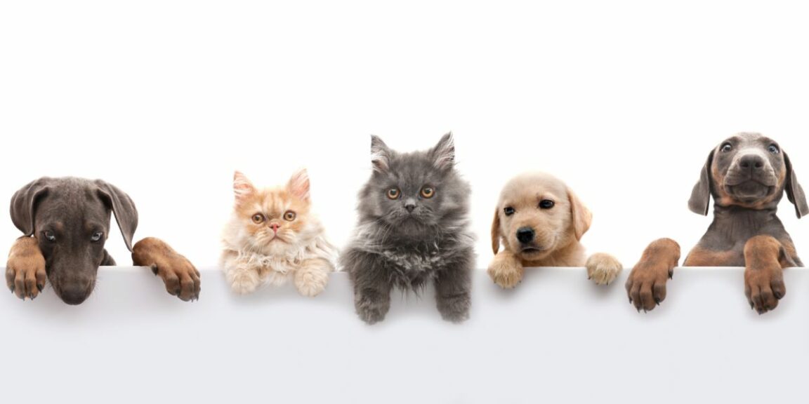 La Compagnie des Animaux : Quand les animaux deviennent nos meilleurs alliés ?