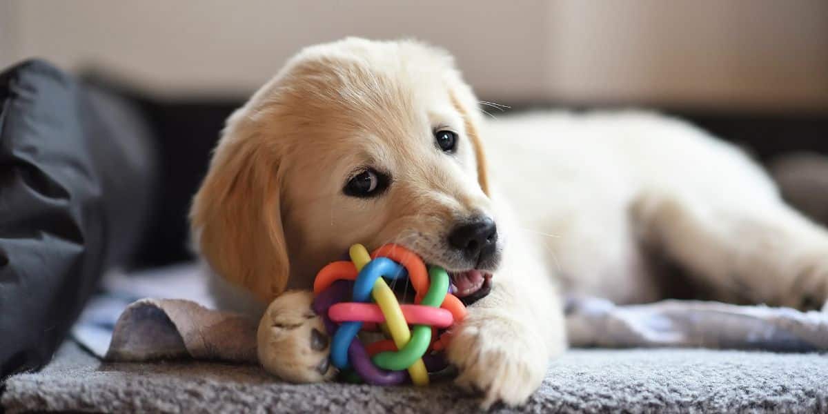 jouets pour chiens