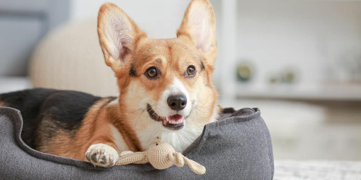 Accessoires pour animaux de compagnie : le guide complet