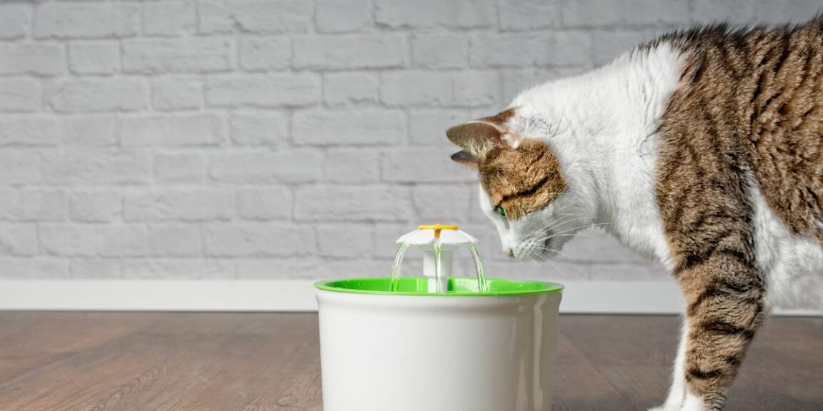Les meilleurs accessoires pour chat en appartement