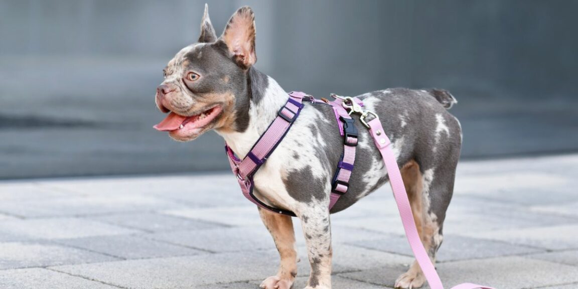 Les meilleurs jouets pour chiens : un guide complet