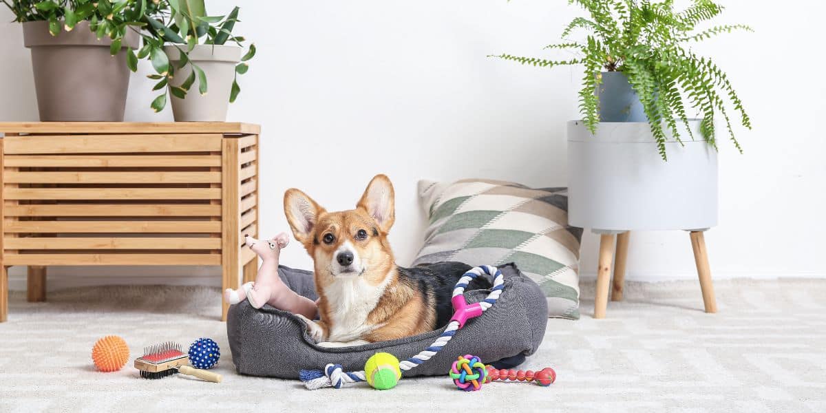 Accessoires pour animaux de compagnie : le guide complet