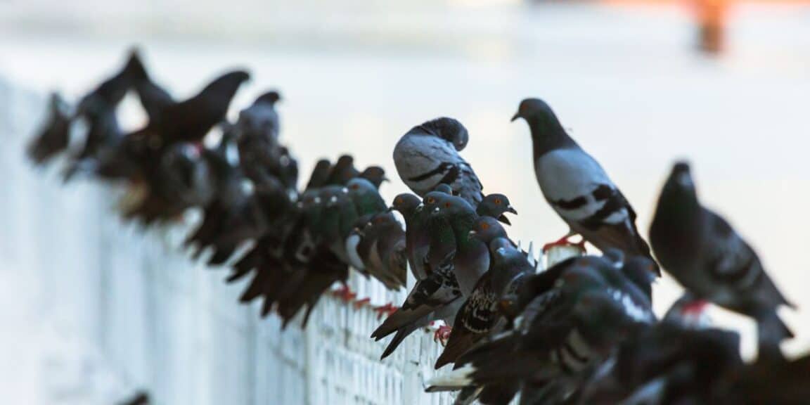 Dépigeonnage : Stratégies efficaces pour gérer les nuisances des pigeons