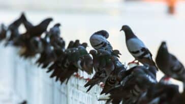 Dépigeonnage : Stratégies efficaces pour gérer les nuisances des pigeons