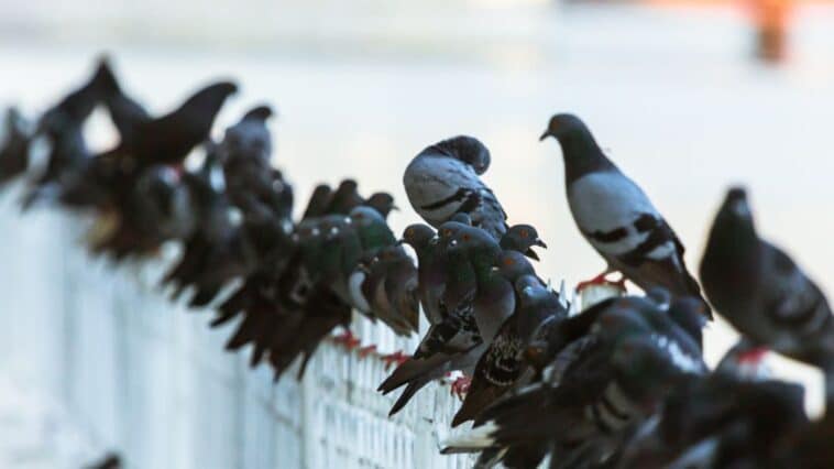 Dépigeonnage : Stratégies efficaces pour gérer les nuisances des pigeons