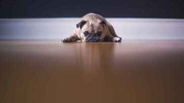 découvrez les bienfaits d'une alimentation naturelle pour votre chien. apprenez à nourrir votre compagnon à quatre pattes avec des ingrédients sains et équilibrés qui favorisent sa santé et son bien-être. transformez l'alimentation de votre animal avec des recettes simples et nutritives.