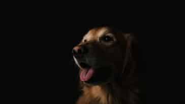 découvrez des friandises naturelles pour chiens, savoureuses et saines, conçues pour le bonheur et le bien-être de votre compagnon à quatre pattes. offrez-lui le meilleur avec des ingrédients 100% naturels.