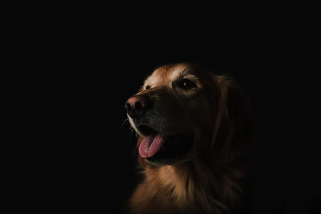 découvrez des friandises naturelles pour chiens, savoureuses et saines, conçues pour le bonheur et le bien-être de votre compagnon à quatre pattes. offrez-lui le meilleur avec des ingrédients 100% naturels.