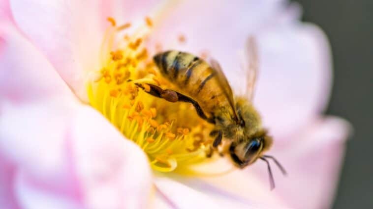 découvrez le monde fascinant du nectar, une douce substance sucrée produite par les fleurs pour attirer les pollinisateurs. apprenez ses bienfaits, ses variétés et comment il joue un rôle essentiel dans l'écosystème en favorisant la biodiversité.