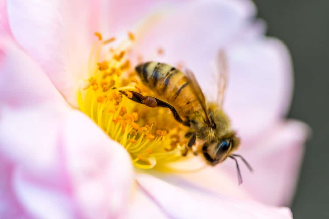 découvrez le monde fascinant du nectar, une douce substance sucrée produite par les fleurs pour attirer les pollinisateurs. apprenez ses bienfaits, ses variétés et comment il joue un rôle essentiel dans l'écosystème en favorisant la biodiversité.